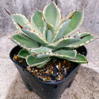 アガベ チタノタ 海王 鉢付き発送 | blackmonster plants