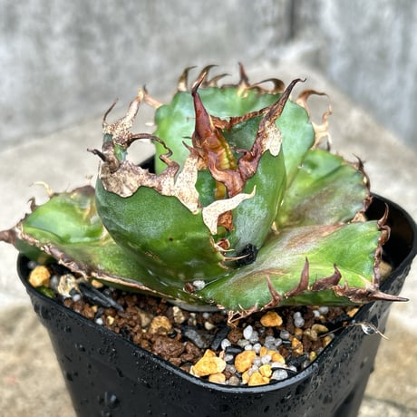 アガベ 中株 金剛/King Kong 極上株 アガベ チタノタ 金剛（KING KONG) | HARENOHI-PLANTS