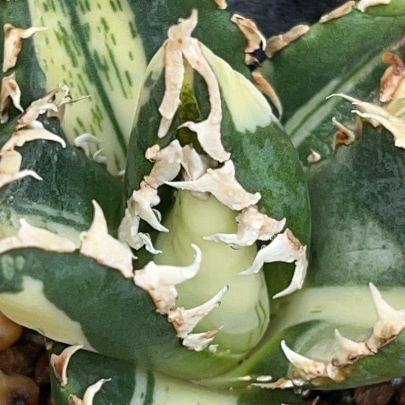 アガベ チタノタ 狼人錦 中斑錦 Agave titanota were wolf White