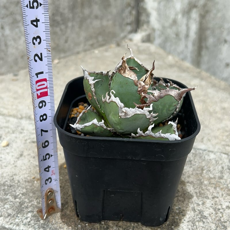 アガベ チタノタ 包心龍 Agave titanota Baoxinlong 鉢付き発送