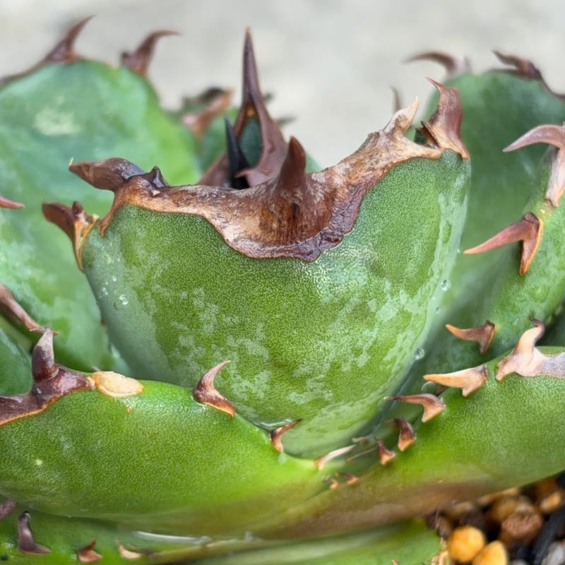 アガベ チタノタ翼竜 Agave titanota Pteranodon 鉢付き発送 |