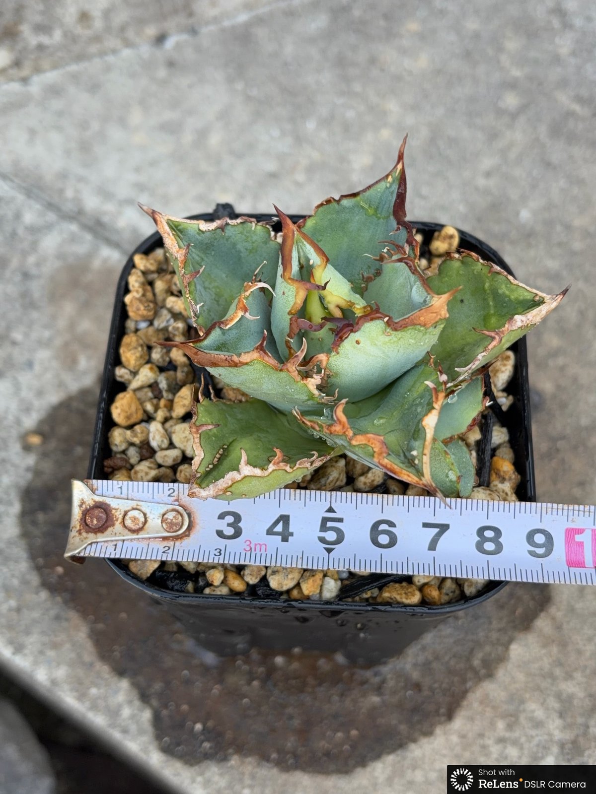 アガベチタノタ地勇星 子株付き Agave titanota “Chiyuusei” 鉢付き
