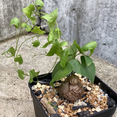 アフリカ亀甲竜（ディオスコレアエレファンティペス）大株71412