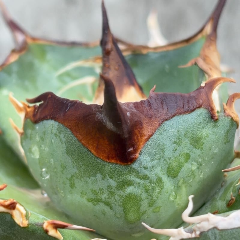 アガベオテロイオアハカ 子株2株付きAgave oteroi “Oaxaca”鉢付き発送