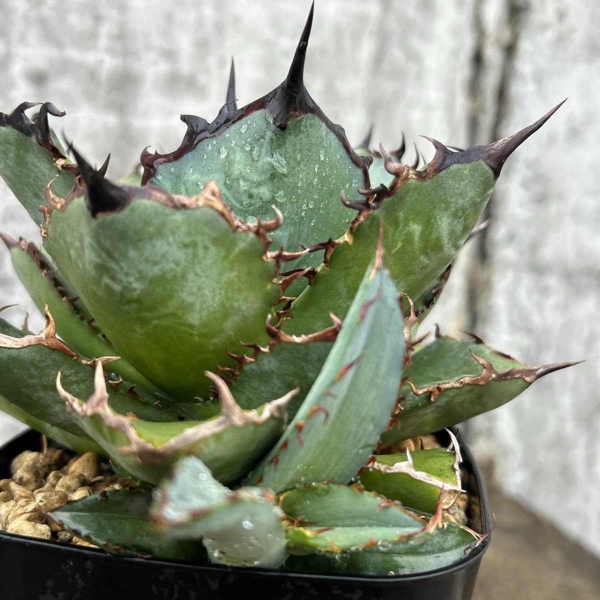 アガベ チタノタ 龍牙 agave titanota dragon fang 子株3株付き鉢付