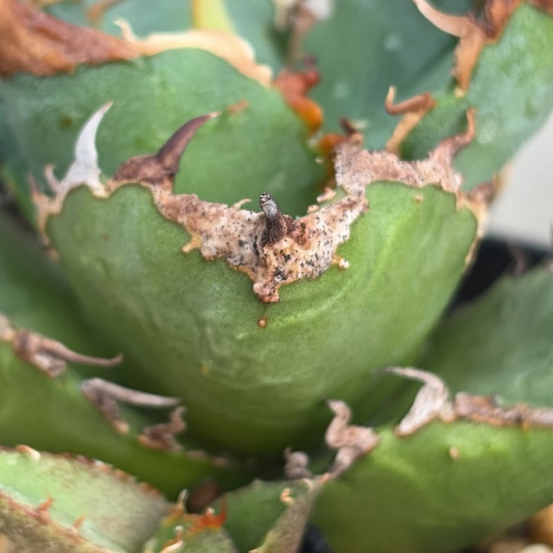 アガベチタノタ地勇星 子株付き Agave titanota “Chiyuusei” 鉢付き