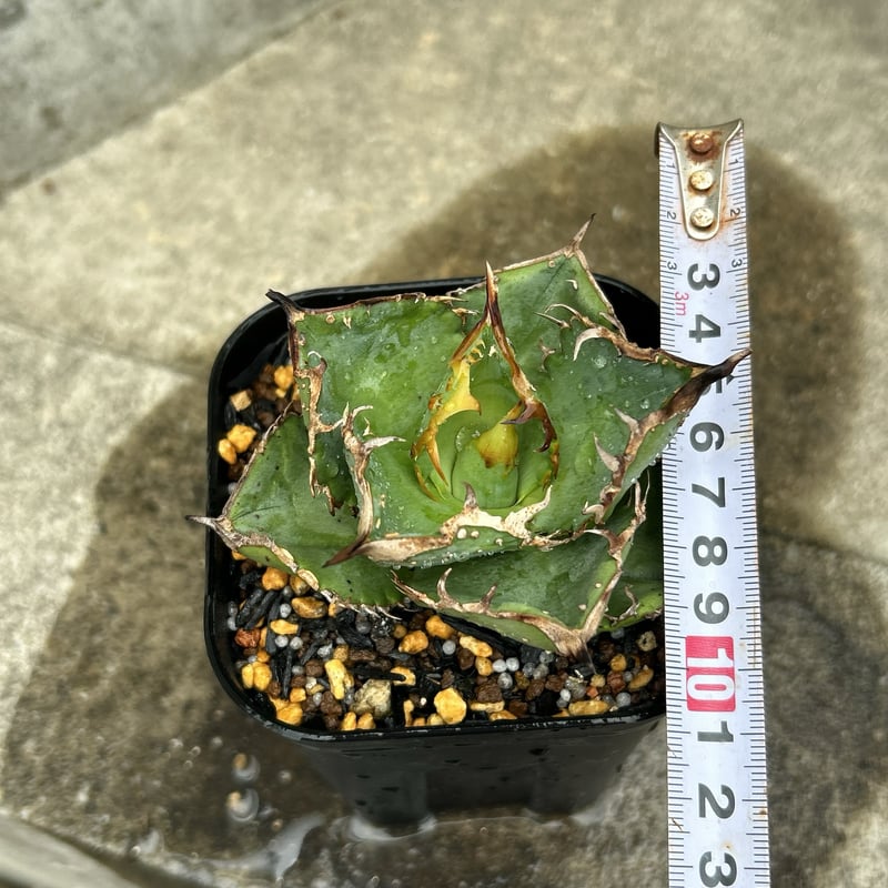 アガベ チタノタ 星空 Agave titanota starry sky 鉢付き発送 |