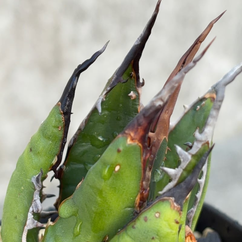 アガベ ホリダ ブツブツ表棘 Agave horrida 鉢付き発送 | blackmons
