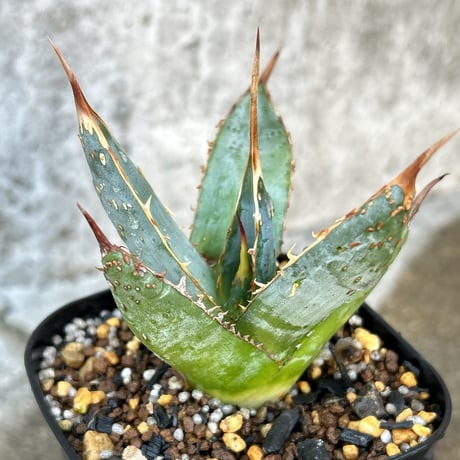 パープソラム | STORES