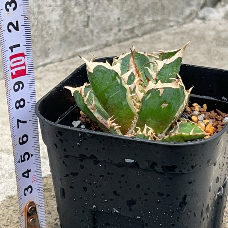 アガベ チタノタ レッドキャットウィーズル錦 地獄猫 赤猫錦 白