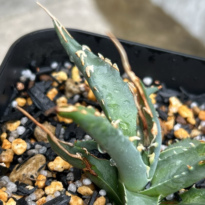 BMP産）アガベ ユタエンシス エボリスピナ 子株 Agave utahensis ebor