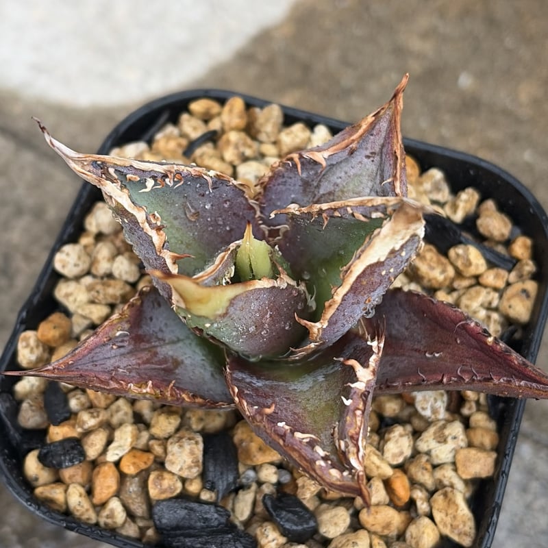アガベ チタノタ 豆豆龍 Agave titanota totoro トトロ 鉢付き発送 |