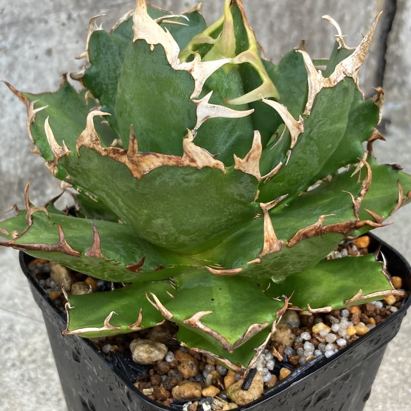 アガベチタノタ鬼爪 Agave titanota 