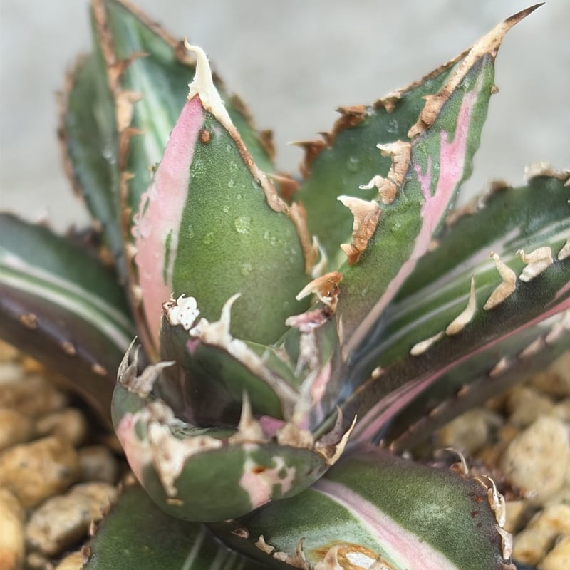 アガベ チタノタ 狼人錦 中斑錦 Agave titanota were wolf White