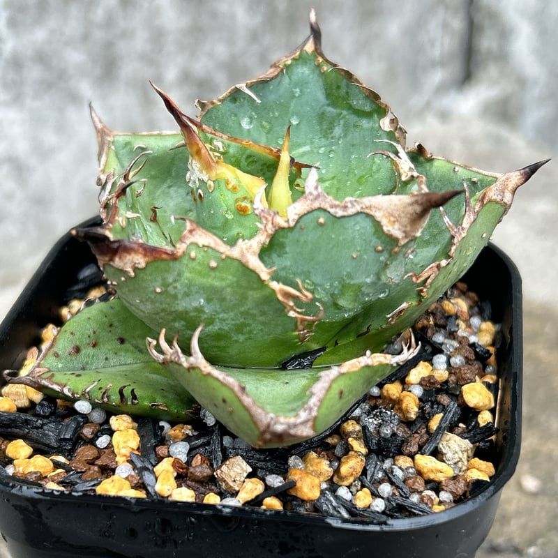 アガベ チタノタ 星空 Agave titanota starry sky 鉢付き発送 |