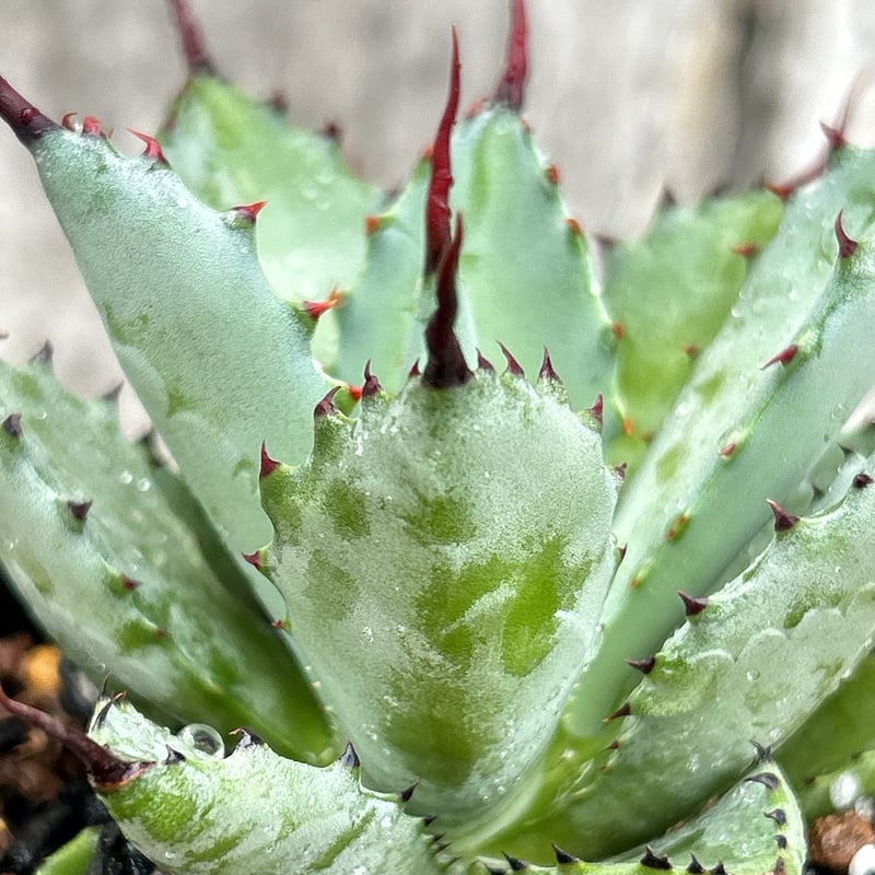 アガベ曲刺八荒雷神 陽炎タイプ 鉢付き発送 | blackmonster plants