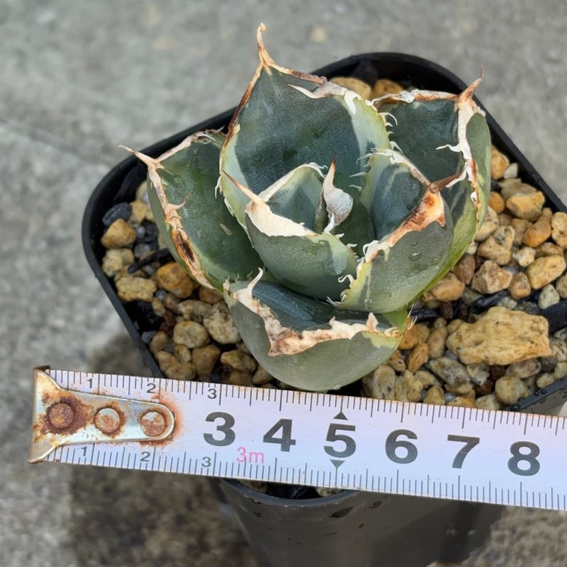 アガベ チタノタ 南アフリカダイヤモンド錦 白覆輪錦 Agave titanota