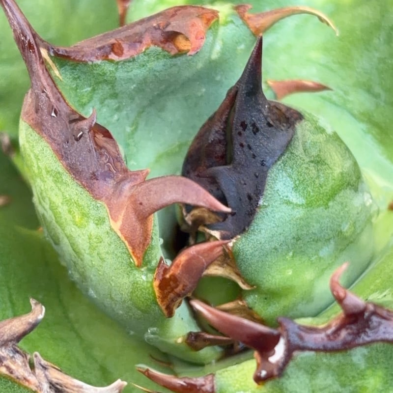 アガベ チタノタ翼竜 Agave titanota Pteranodon 鉢付き発送 |