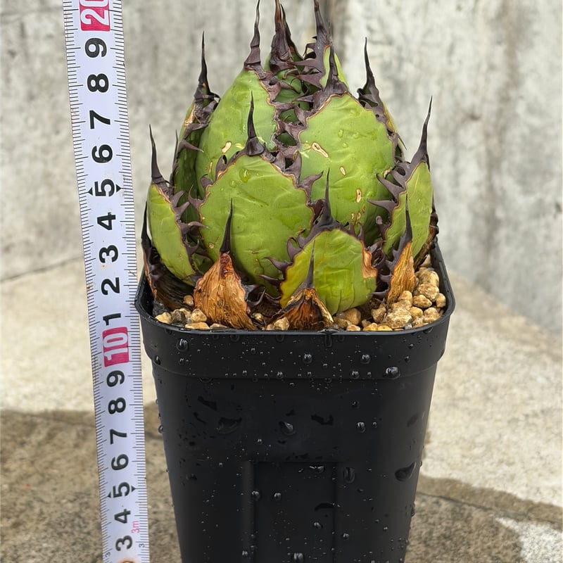 アガベ ホリダ Agave horrida 鉢付き発送 | blackmonster pla