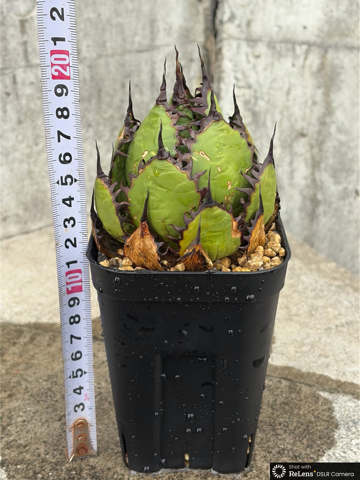 アガベ ホリダ Agave horrida 鉢付き発送 | blackmonster pla