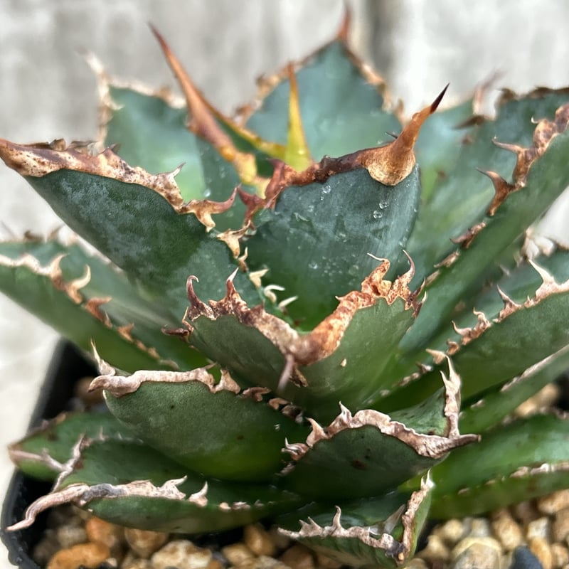 アガベ チタノタ 海王 鉢付き発送 | blackmonster plants