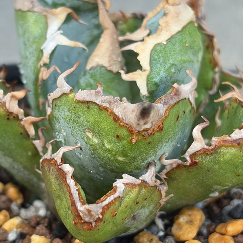 アガベ チタノタ 清櫻 