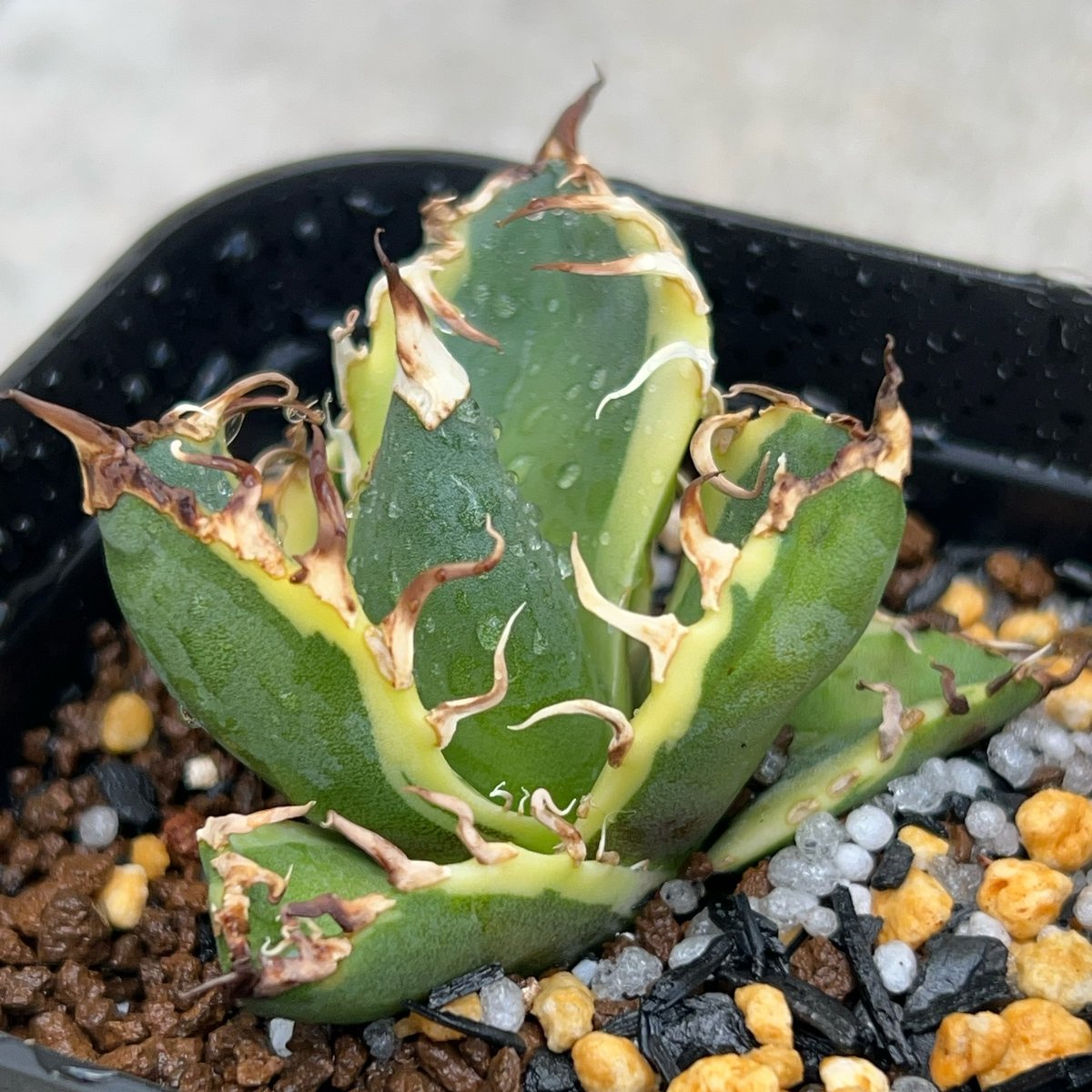 アガベ　チタノタ　シーザー　凱撒　caesar アガベ チタノタ凱撒錦 シーザー 覆輪斑 Agave titanota SUPER