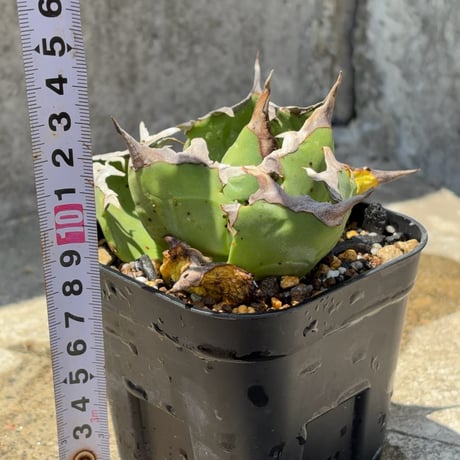アガベチタノタ蟹 Agave titanota crab  鉢付き発送