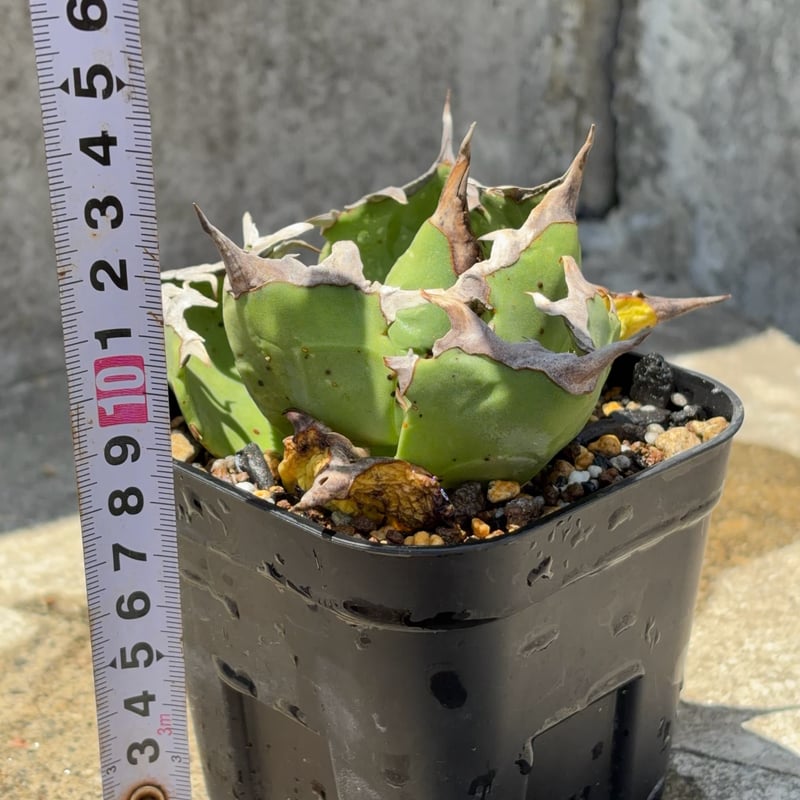 アガベチタノタ蟹 Agave titanota crab 鉢付き発送 | blackmon