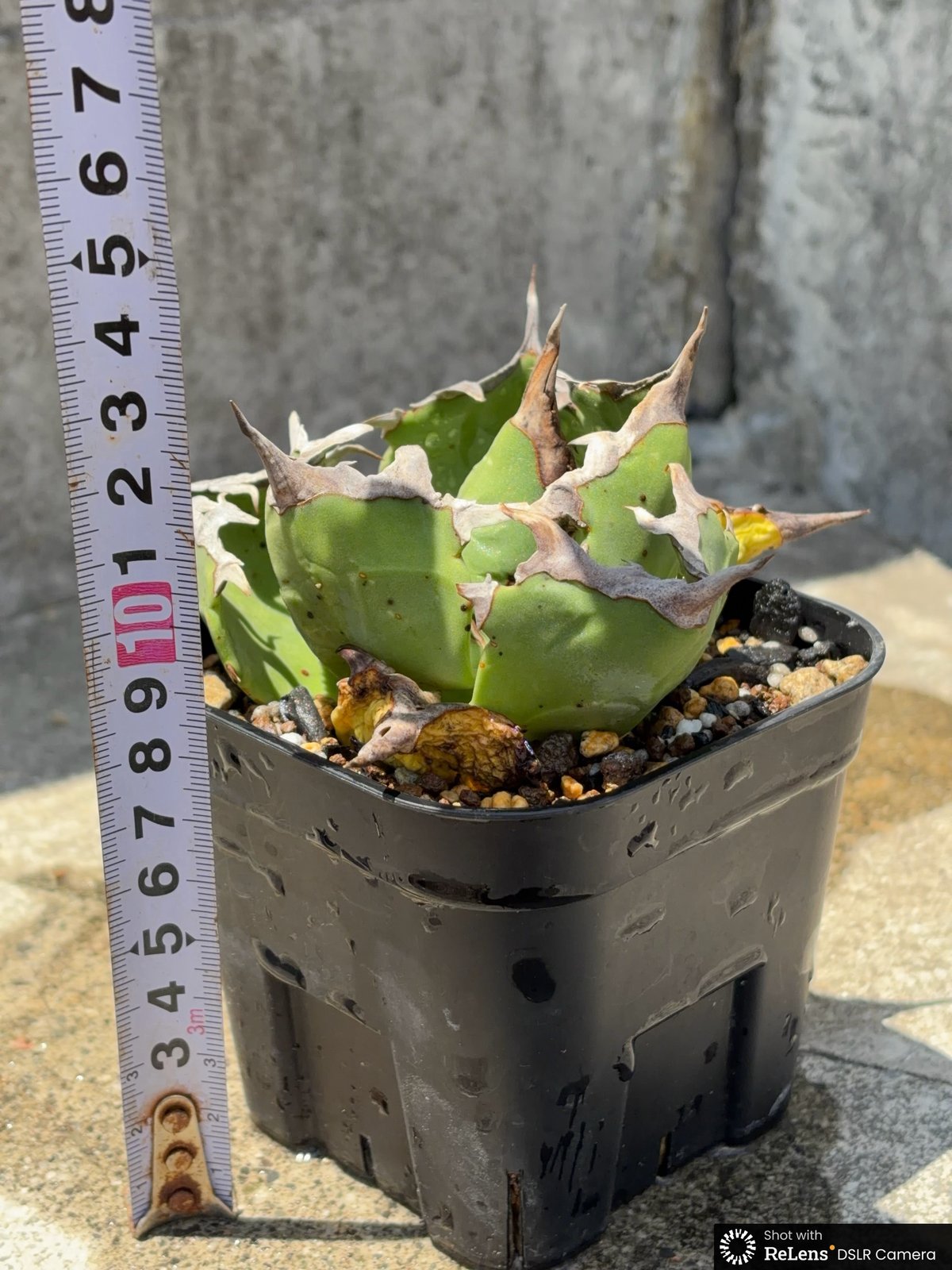 アガベチタノタ蟹 Agave titanota crab 鉢付き発送 | blackmon