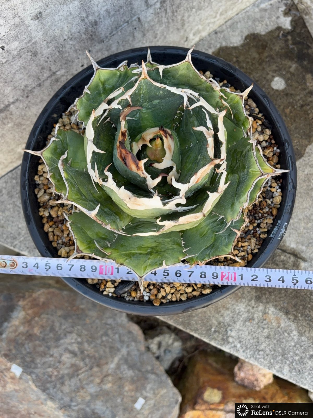 アガベ オアハカ株　親株　現地球　オアハカオテロイ アガベ オテロイ オアハカ 現地球株 Agave oteroi “Oaxaca” field-