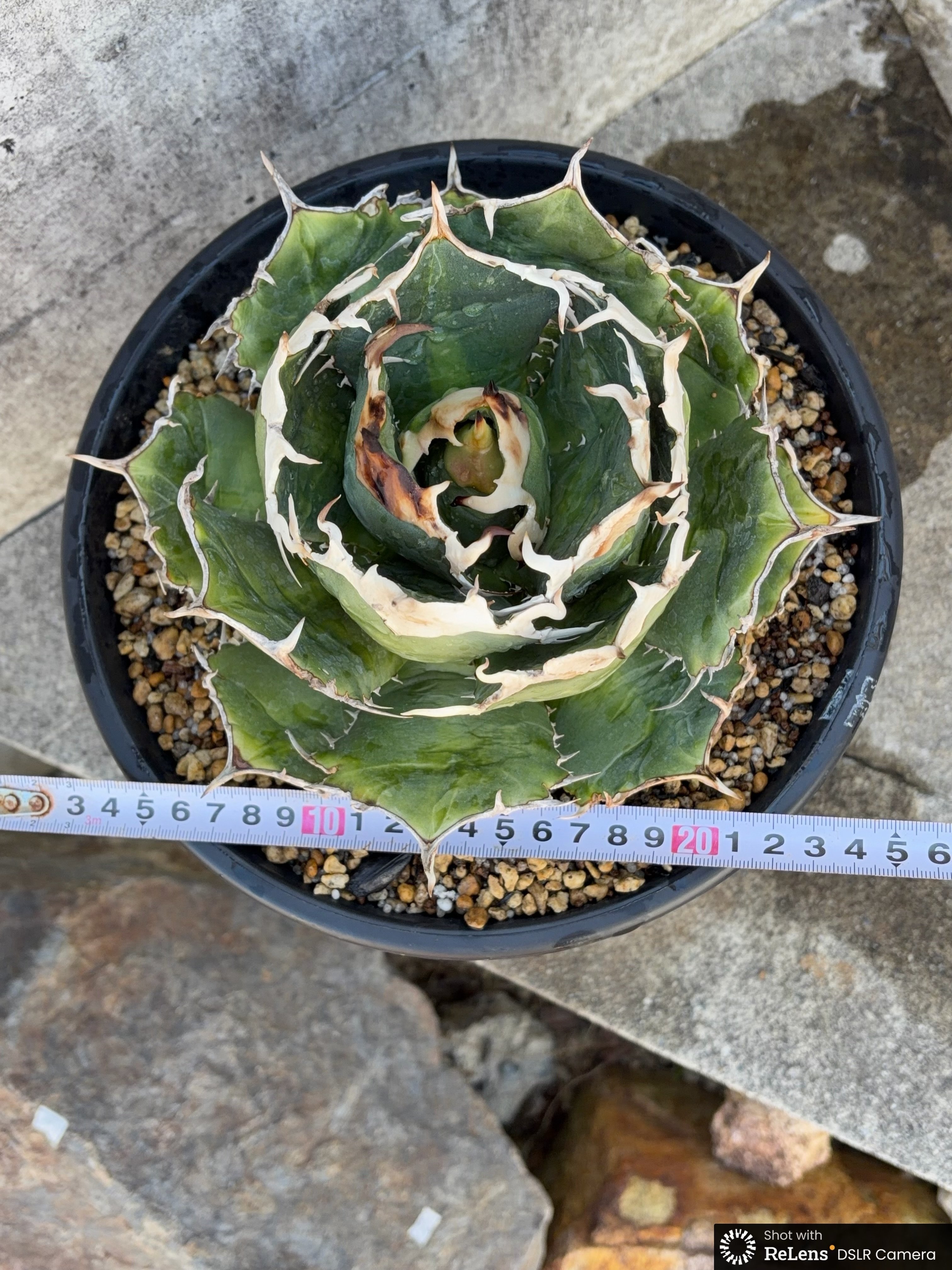 アガベ オテロイ オアハカ 現地球株 Agave oteroi “Oaxaca” field-
