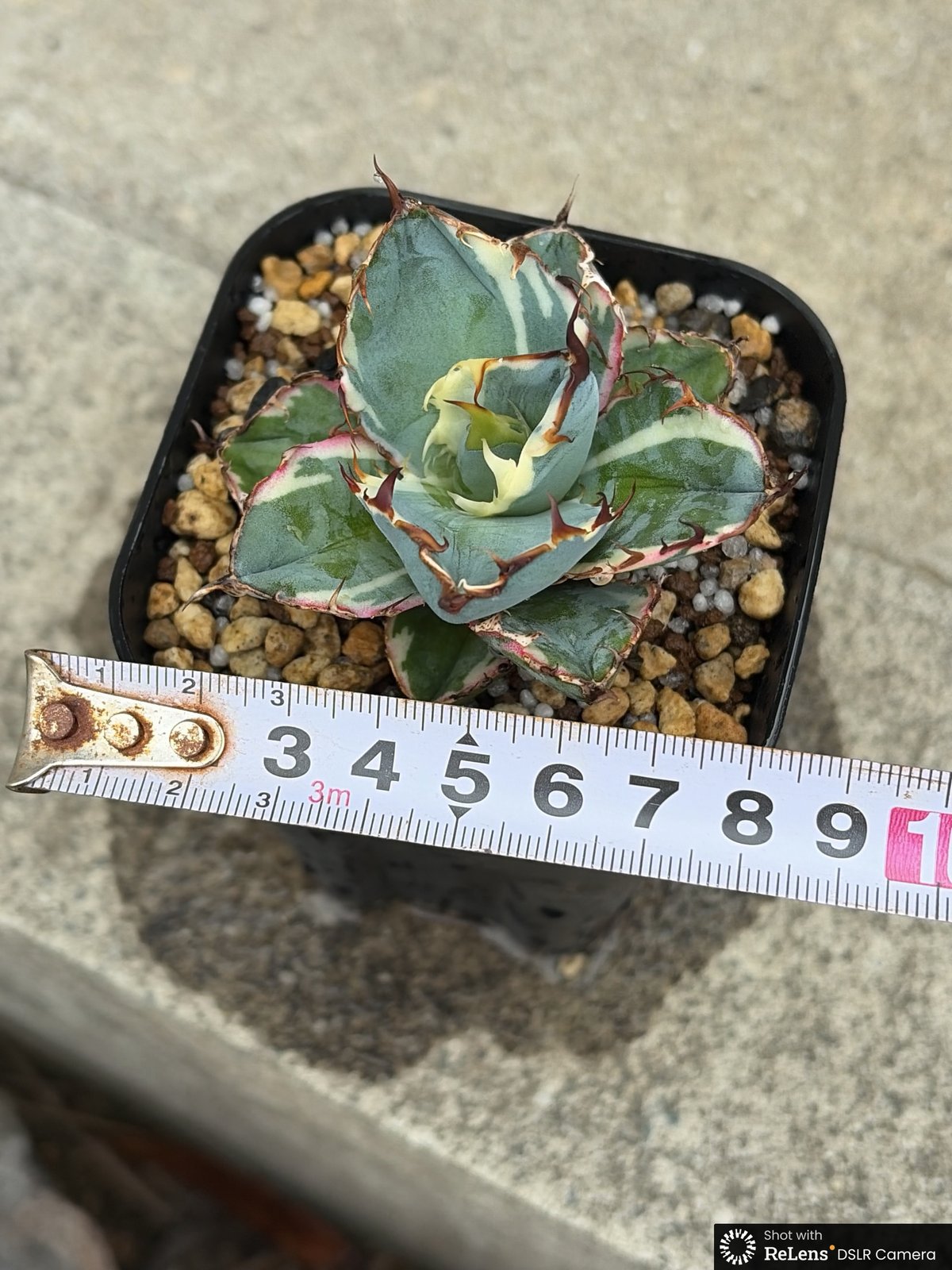 アガベ チタノタ ブラックアンドブルー 錦 白覆輪錦 Agave titanota Bla