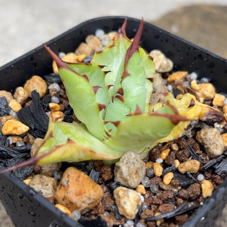 blackmonster plants