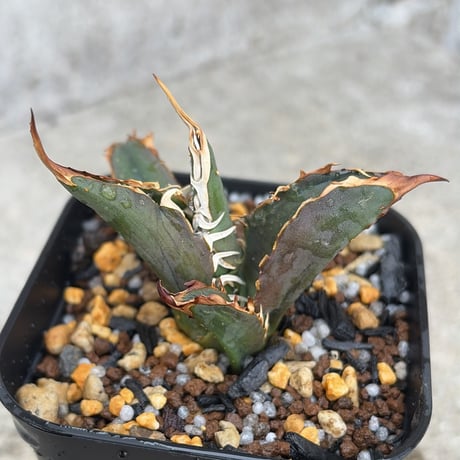 アガベ チタノタ 鬼之刃 アガベ チタノタ 鬼之刃 多肉植物 SAWAFARM【サワファーム】 通販