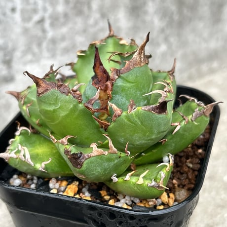 アガベ魔丸 | STORES