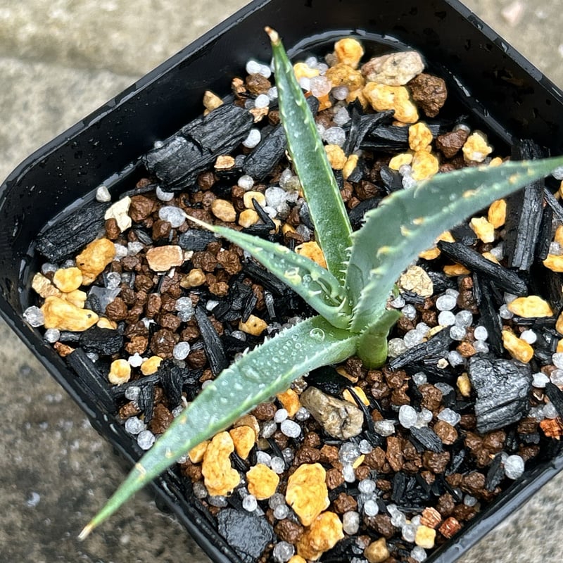 BMP産）アガベ ユタエンシス エボリスピナ 子株 Agave utahensis ebor