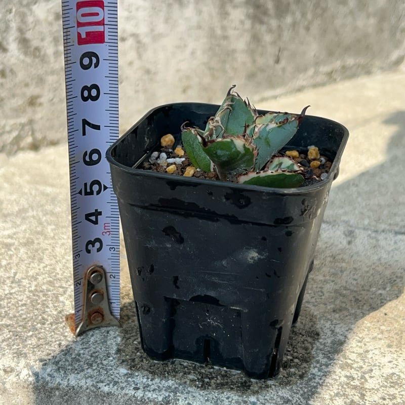 アガベ チタノタ ブラックアンドブルー 錦 白覆輪錦 Agave