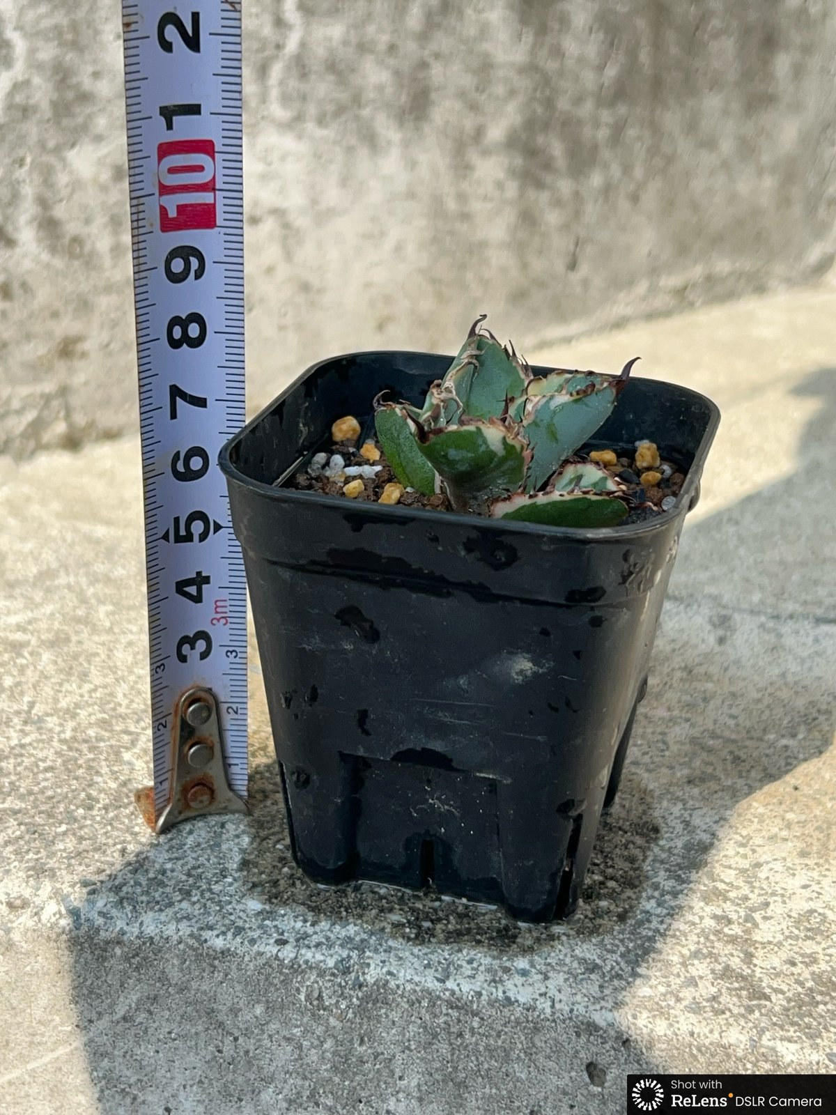アガベ チタノタ ブラックアンドブルー 錦 白覆輪錦 Agave