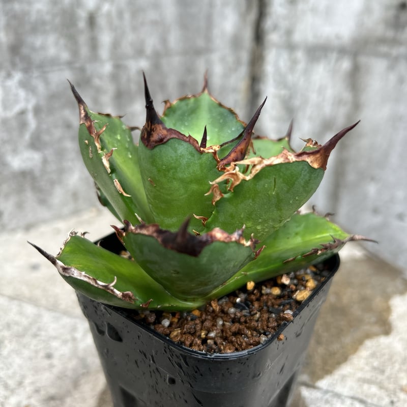 アガベ チタノタ シャークソード 鯊魚剣 鉢付き発送 | blackmonster