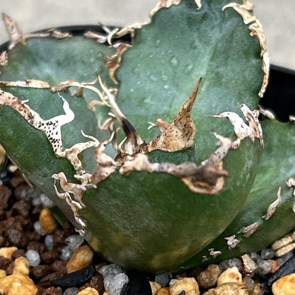 アガベチタノタコブラ 眼鏡蛇 Agave titanota Cobra 鉢付き発送 | bl