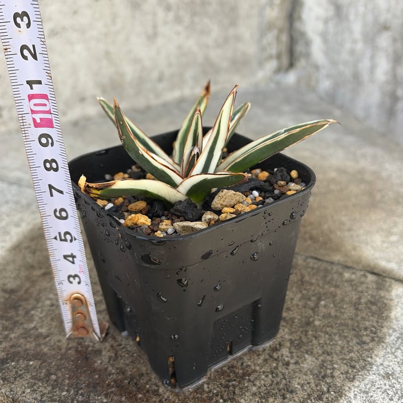 アガベ 笹の雪 氷山 白覆輪種 Agave victoriae-reginae 'Hyouza