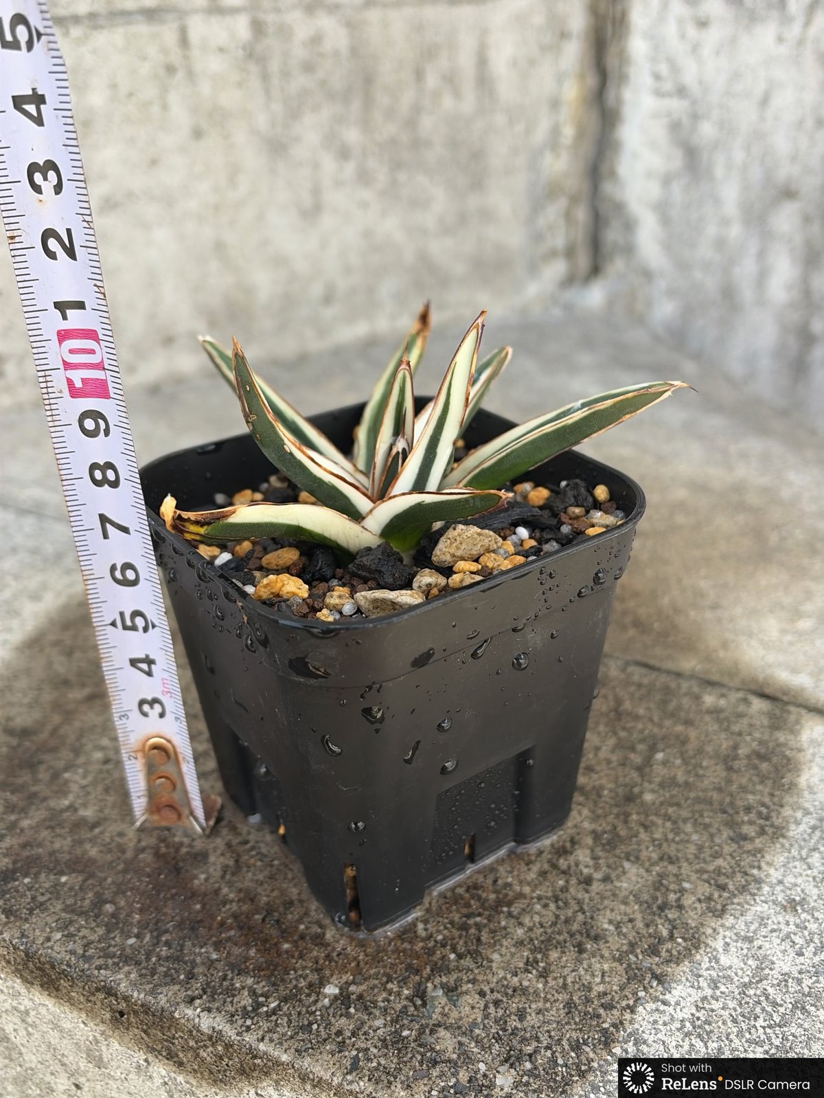 アガベ 笹の雪 氷山 白覆輪種 Agave victoriae-reginae 'Hyouza