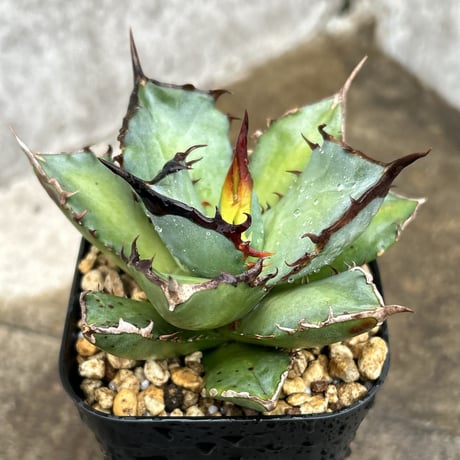 チタノタ | STORES