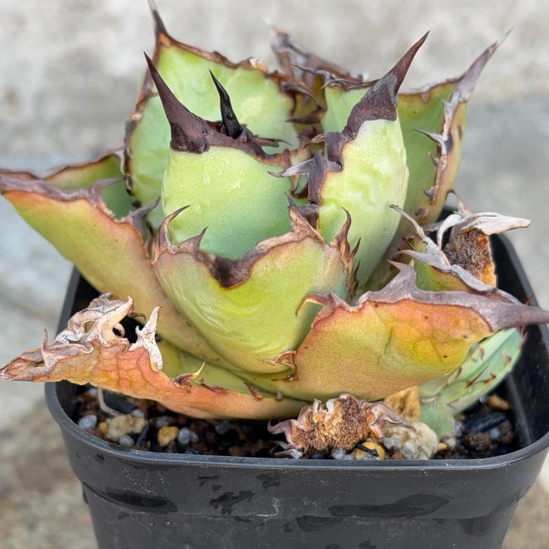 オアハカ　子株 アガベチタノタオアハカ 子株2株付き Agave titanota oaxaca 鉢付き