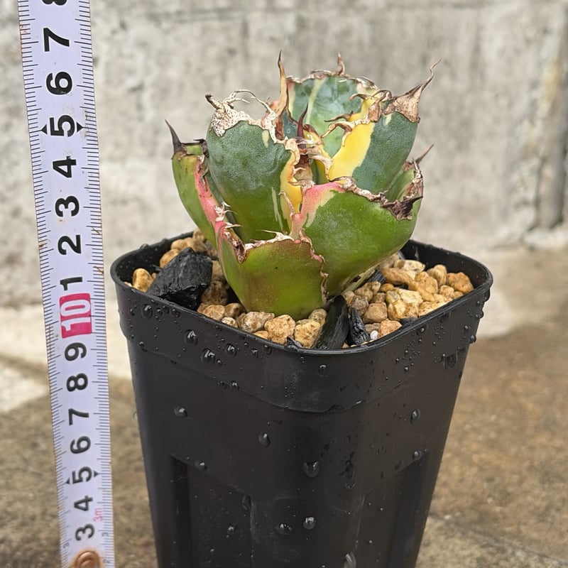 アガベ チタノタ 白鯨錦 白覆輪錦 Agave titanota 'White Whale'