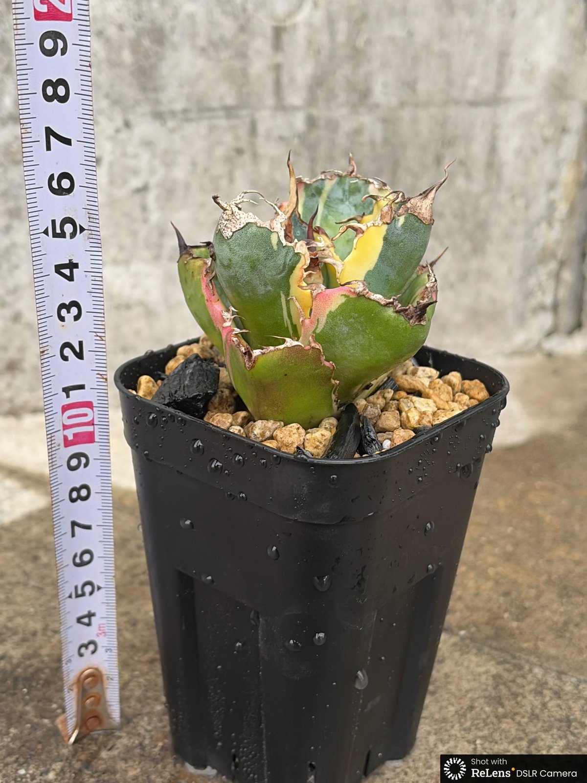 アガベ チタノタ 白鯨錦 白覆輪錦 Agave titanota 'White Whale'