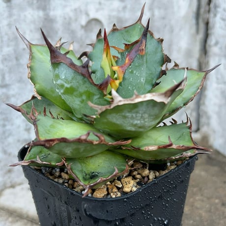 アガベオテロイ | STORES