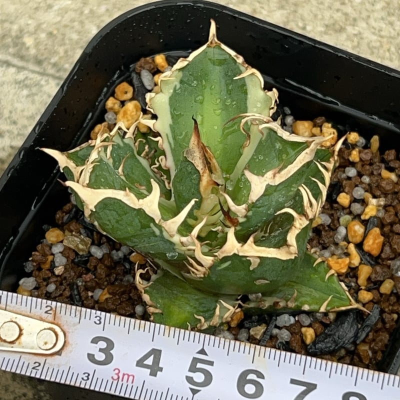 アガベ チタノタ レッドキャットウィーズル錦 地獄猫 赤猫錦 白