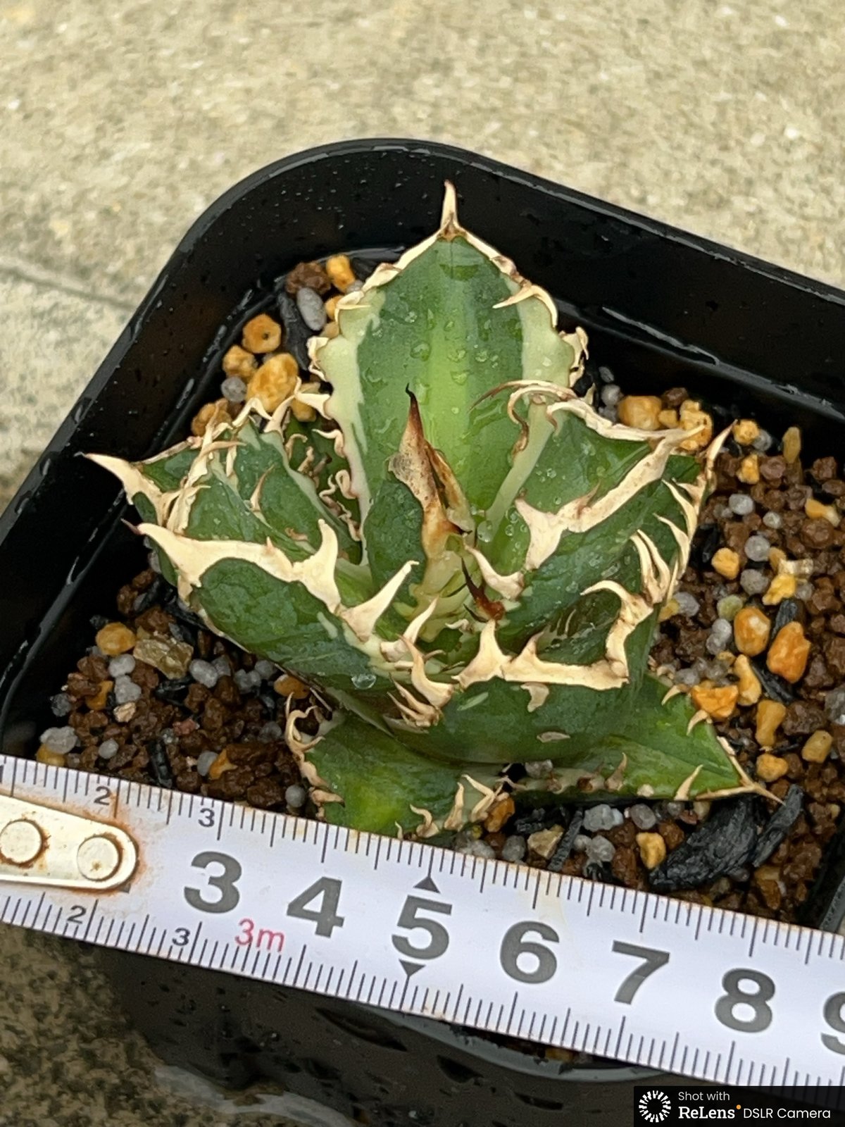 アガベ チタノタ レッドキャットウィーズル錦 地獄猫 赤猫錦 白